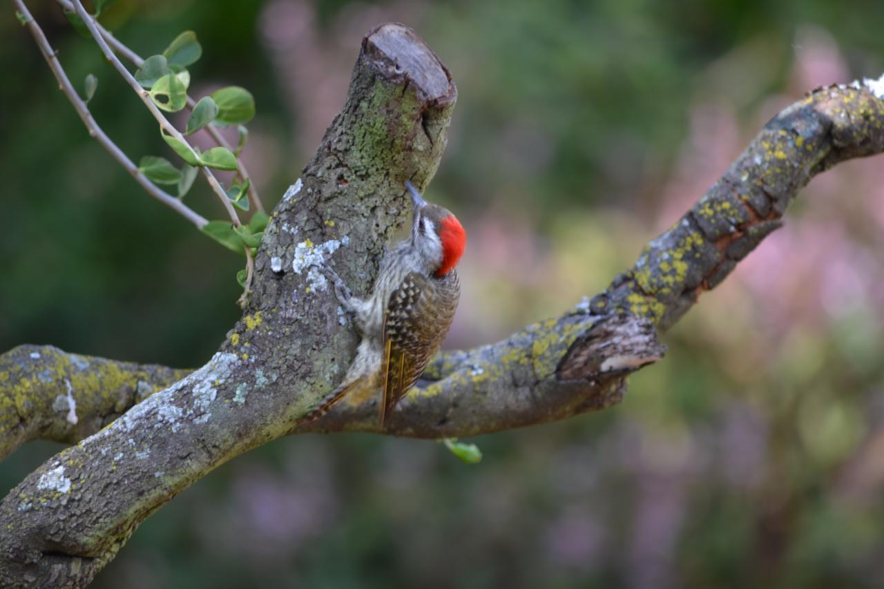 Lydall Wild Tranquil Garden Suites Johannesburg Luaran gambar