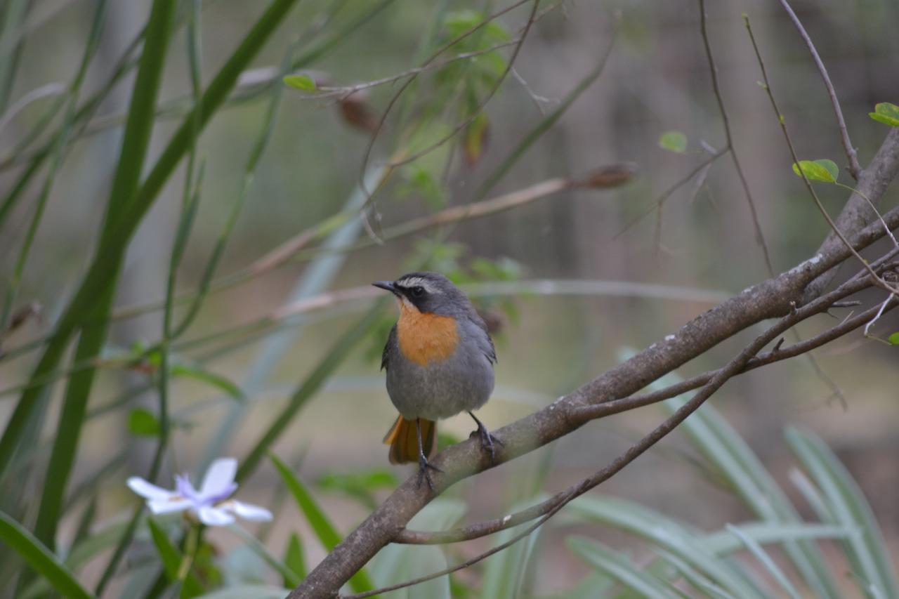 Lydall Wild Tranquil Garden Suites Johannesburg Luaran gambar